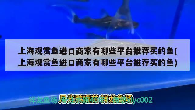 上海观赏鱼进口商家有哪些平台推荐买的鱼(上海观赏鱼进口商家有哪些平台推荐买的鱼) 观赏鱼进出口