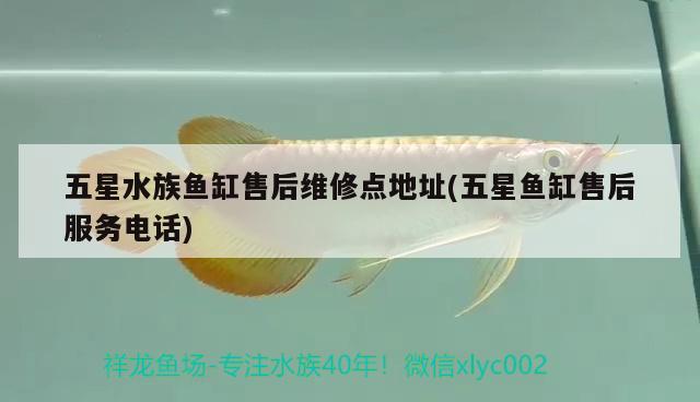 五星水族鱼缸售后维修点地址(五星鱼缸售后服务电话) 白子红龙鱼