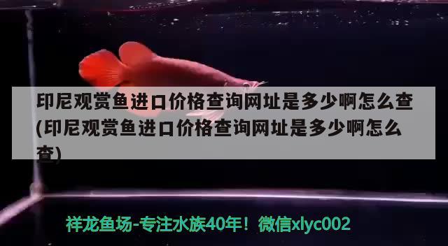 印尼观赏鱼进口价格查询网址是多少啊怎么查(印尼观赏鱼进口价格查询网址是多少啊怎么查) 观赏鱼进出口