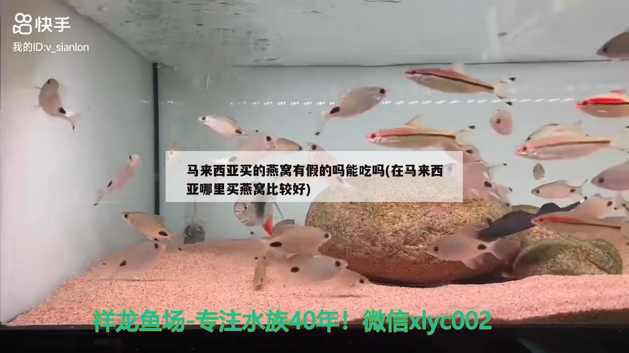 马来西亚买的燕窝有假的吗能吃吗(在马来西亚哪里买燕窝比较好) 马来西亚燕窝