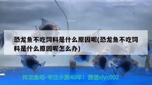 恐龙鱼不吃饲料是什么原因呢(恐龙鱼不吃饲料是什么原因呢怎么办) 硝化细菌