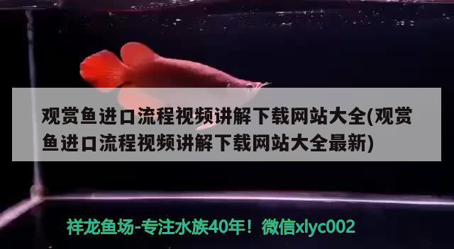 观赏鱼进口流程视频讲解下载网站大全(观赏鱼进口流程视频讲解下载网站大全最新) 观赏鱼进出口