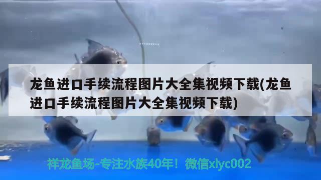 龙鱼进口手续流程图片大全集视频下载(龙鱼进口手续流程图片大全集视频下载) 观赏鱼进出口