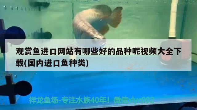 青龙鱼的图片大全高清（原神青龙鱼钓鱼点） 过滤设备 第2张