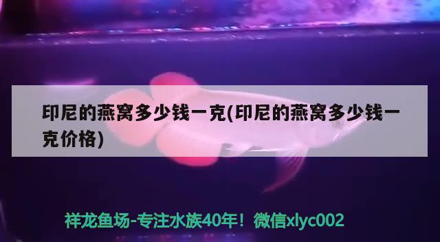 印尼的燕窝多少钱一克(印尼的燕窝多少钱一克价格) 马来西亚燕窝