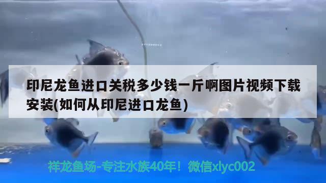 印尼龙鱼进口关税多少钱一斤啊图片视频下载安装(如何从印尼进口龙鱼) 观赏鱼进出口