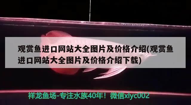 观赏鱼进口网站大全图片及价格介绍(观赏鱼进口网站大全图片及价格介绍下载) 观赏鱼进出口