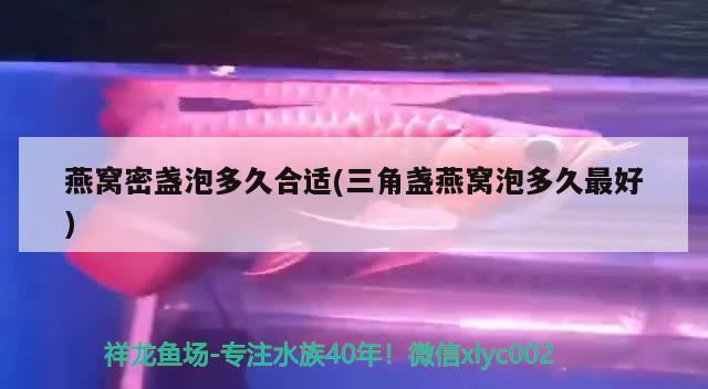 燕窝密盏泡多久合适(三角盏燕窝泡多久最好) 马来西亚燕窝