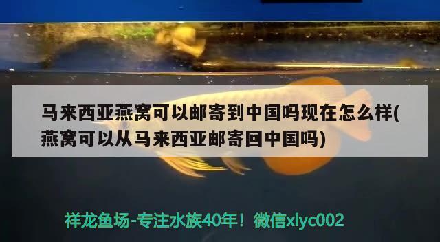 阜新水族批发市场在哪儿呀（郑州市水族批发市场在哪儿） 养鱼知识 第2张