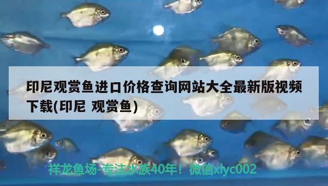 印尼观赏鱼进口价格查询网站大全最新版视频下载(印尼观赏鱼)