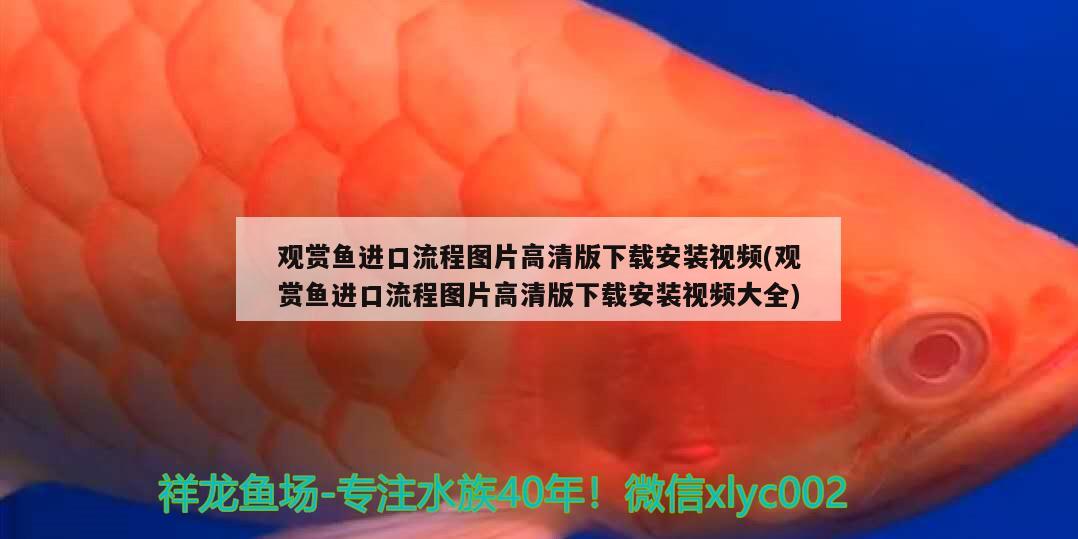 补水应该用什么水 黄金达摩鱼 第3张