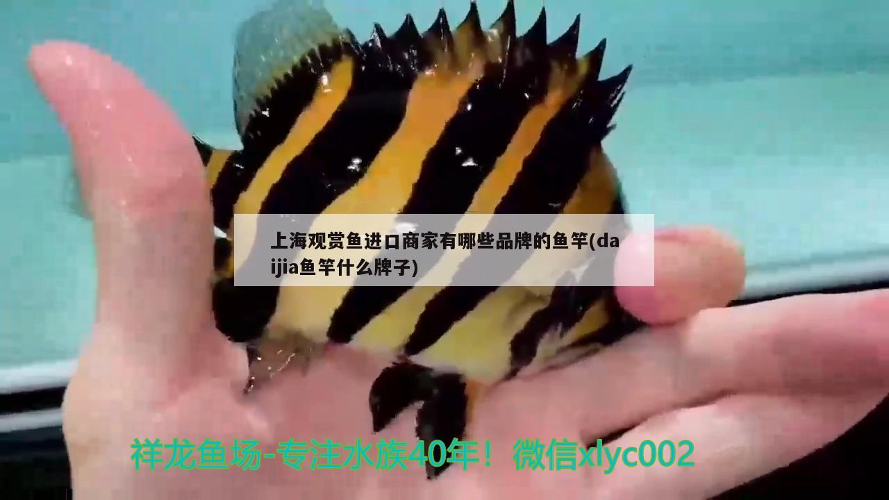 上海观赏鱼进口商家有哪些品牌的鱼竿(daijia鱼竿什么牌子) 垂钓乐园