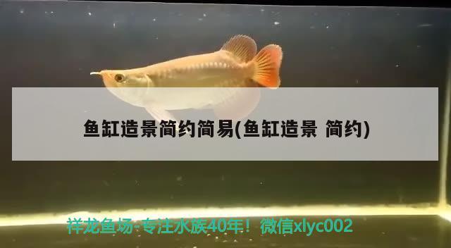 鱼缸造景简约简易(鱼缸造景简约) iwish爱唯希品牌鱼缸