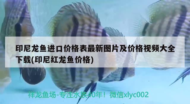 印尼龙鱼进口价格表最新图片及价格视频大全下载(印尼红龙鱼价格) 印尼红龙鱼