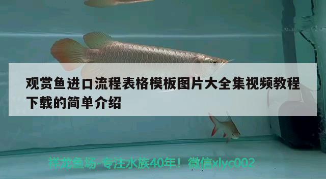 观赏鱼进口流程表格模板图片大全集视频教程下载的简单介绍