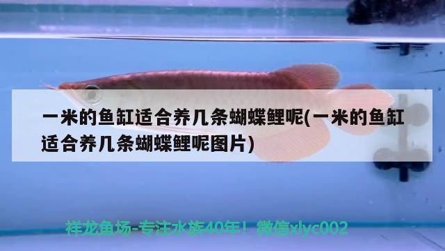一米的鱼缸适合养几条蝴蝶鲤呢(一米的鱼缸适合养几条蝴蝶鲤呢图片)