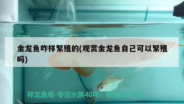 金龙鱼咋样繁殖的(观赏金龙鱼自己可以繁殖吗) 广州水族批发市场