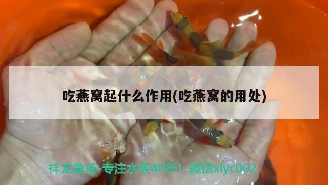 吃燕窝起什么作用(吃燕窝的用处) 马来西亚燕窝