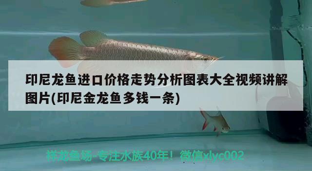 印尼龙鱼进口价格走势分析图表大全视频讲解图片(印尼金龙鱼多钱一条)