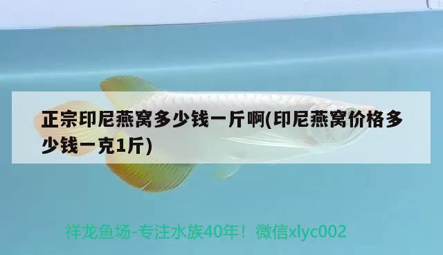 正宗印尼燕窝多少钱一斤啊(印尼燕窝价格多少钱一克1斤)