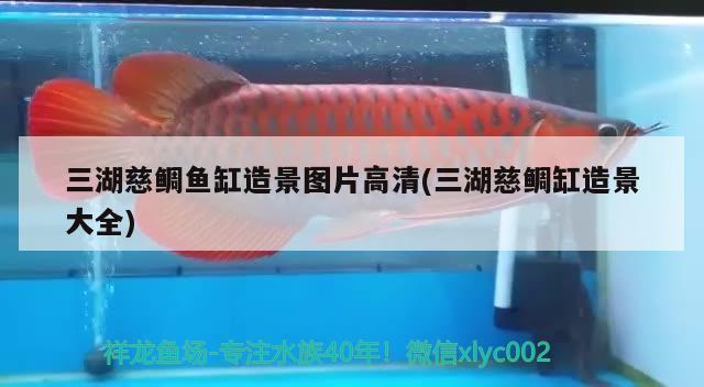 曼龙鱼能和什么鱼混养 观赏鱼论坛 第2张