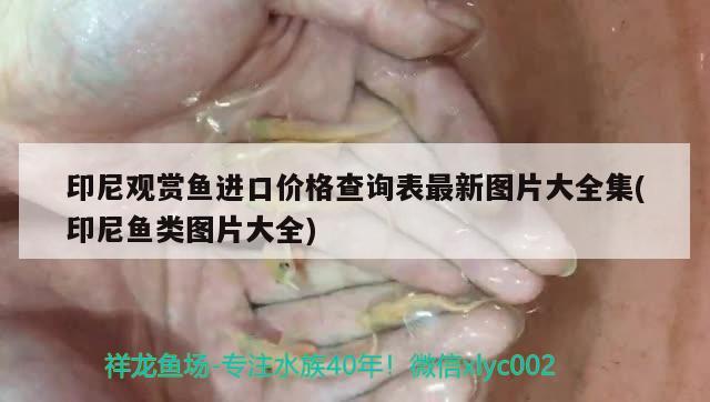 印尼观赏鱼进口价格查询表最新图片大全集(印尼鱼类图片大全) 观赏鱼进出口