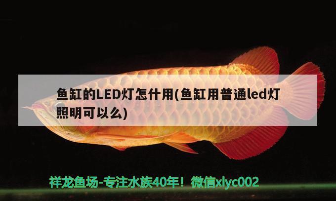 鱼缸的LED灯怎什用(鱼缸用普通led灯照明可以么)