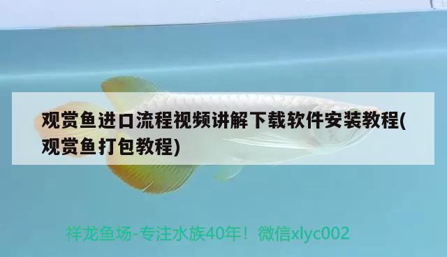 观赏鱼进口流程视频讲解下载软件安装教程(观赏鱼打包教程)