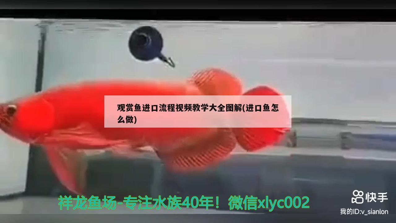 观赏鱼进口流程视频教学大全图解(进口鱼怎么做) 观赏鱼进出口