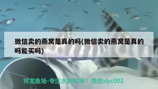 微信卖的燕窝是真的吗(微信卖的燕窝是真的吗能买吗) 马来西亚燕窝