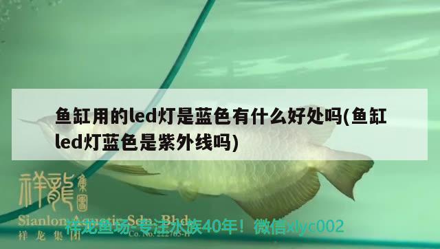 鱼缸用的led灯是蓝色有什么好处吗(鱼缸led灯蓝色是紫外线吗)