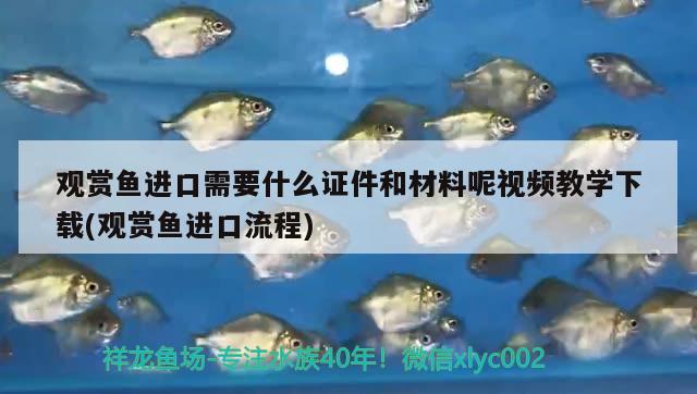 观赏鱼进口需要什么证件和材料呢视频教学下载(观赏鱼进口流程)