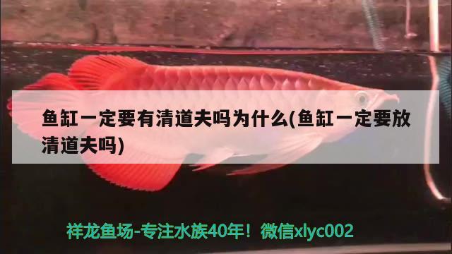 鱼缸一定要有清道夫吗为什么(鱼缸一定要放清道夫吗) 红魔王银版鱼