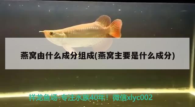 燕窝由什么成分组成(燕窝主要是什么成分) 马来西亚燕窝