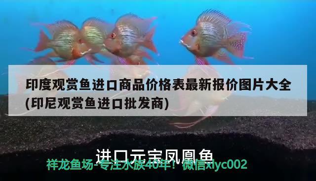 印度观赏鱼进口商品价格表最新报价图片大全(印尼观赏鱼进口批发商)