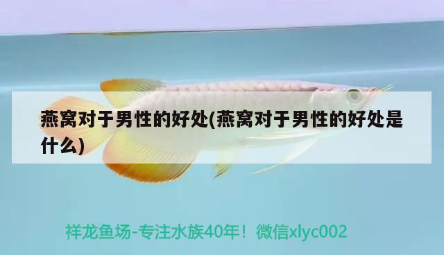 2023孔雀可以养殖吗，孔雀苗怎么养