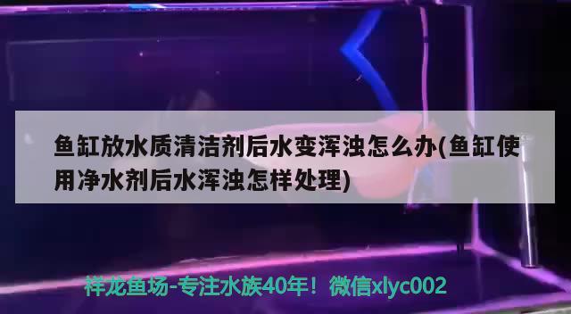 鱼缸放水质清洁剂后水变浑浊怎么办(鱼缸使用净水剂后水浑浊怎样处理) 月光鸭嘴鱼苗