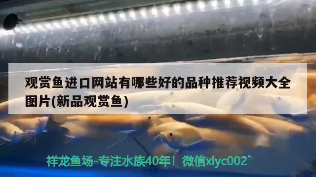 长春鱼缸定制厂家有哪些地方：长春什么地方卖鱼缸比较全 养鱼的好处 第1张