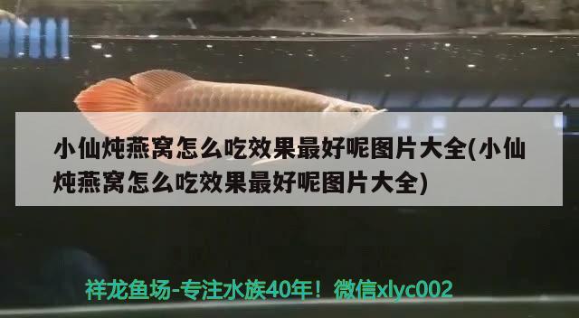 小仙炖燕窝怎么吃效果最好呢图片大全(小仙炖燕窝怎么吃效果最好呢图片大全) 马来西亚燕窝