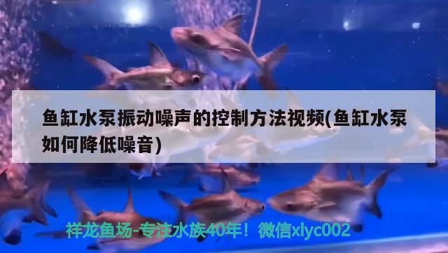 鱼缸水泵振动噪声的控制方法视频(鱼缸水泵如何降低噪音)