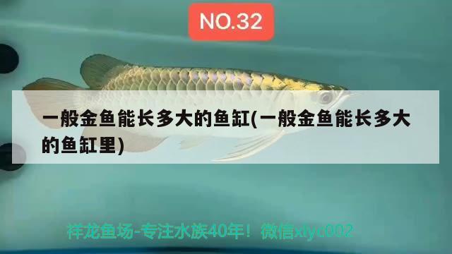 一般金鱼能长多大的鱼缸(一般金鱼能长多大的鱼缸里) 皇冠黑白魟鱼