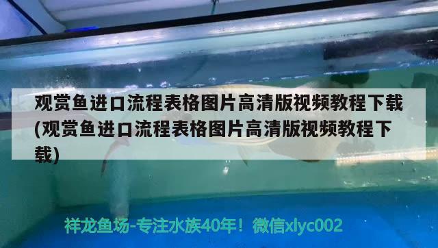 观赏鱼进口流程表格图片高清版视频教程下载(观赏鱼进口流程表格图片高清版视频教程下载) 观赏鱼进出口