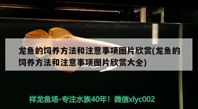 龙鱼的饲养方法和注意事项图片欣赏(龙鱼的饲养方法和注意事项图片欣赏大全)