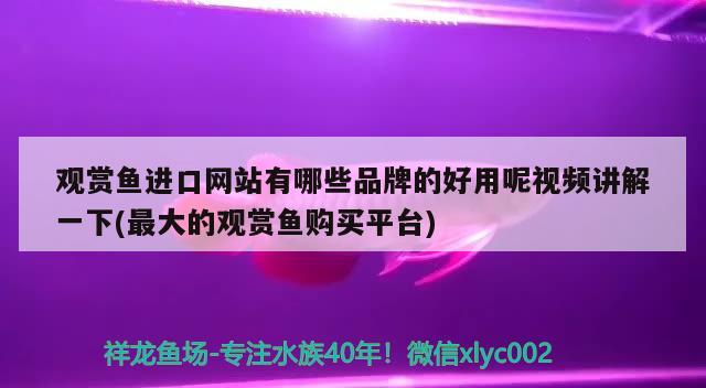 观赏鱼进口网站有哪些品牌的好用呢视频讲解一下(最大的观赏鱼购买平台)