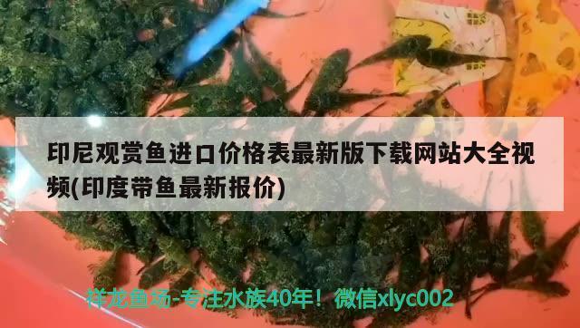 印尼观赏鱼进口价格表最新版下载网站大全视频(印度带鱼最新报价) 观赏鱼进出口