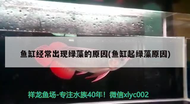 鼠鱼ph值多少合适钓（鼠鱼数量怎么配） 垂钓乐园 第2张