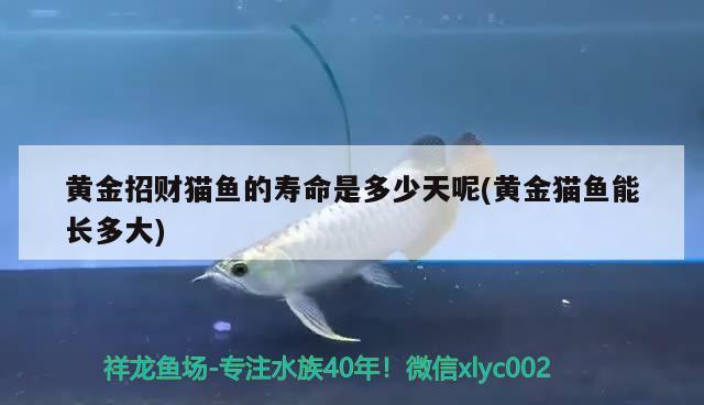 益生菌的饮料有用吗(喝益生菌饮料有用吗) 罗汉鱼 第1张