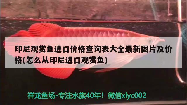 印尼观赏鱼进口价格查询表大全最新图片及价格(怎么从印尼进口观赏鱼)