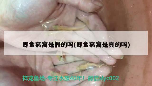 即食燕窝是假的吗(即食燕窝是真的吗) 马来西亚燕窝