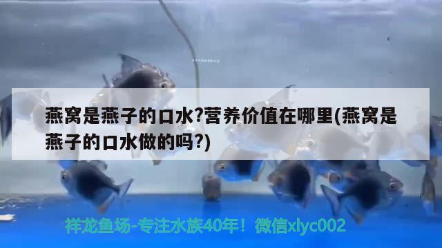 燕窝是燕子的口水?营养价值在哪里(燕窝是燕子的口水做的吗?) 马来西亚燕窝